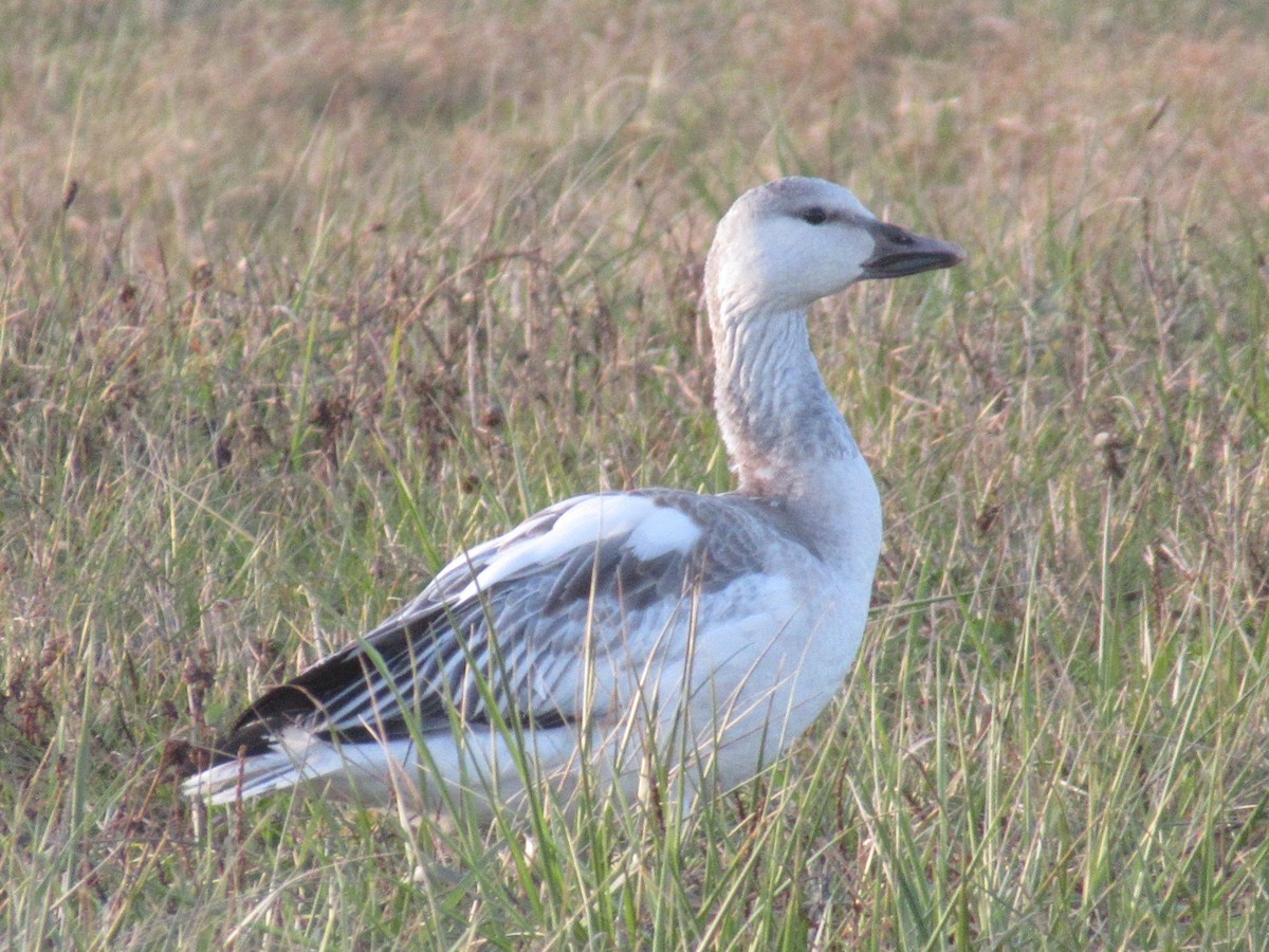 ハクガン - ML646214169