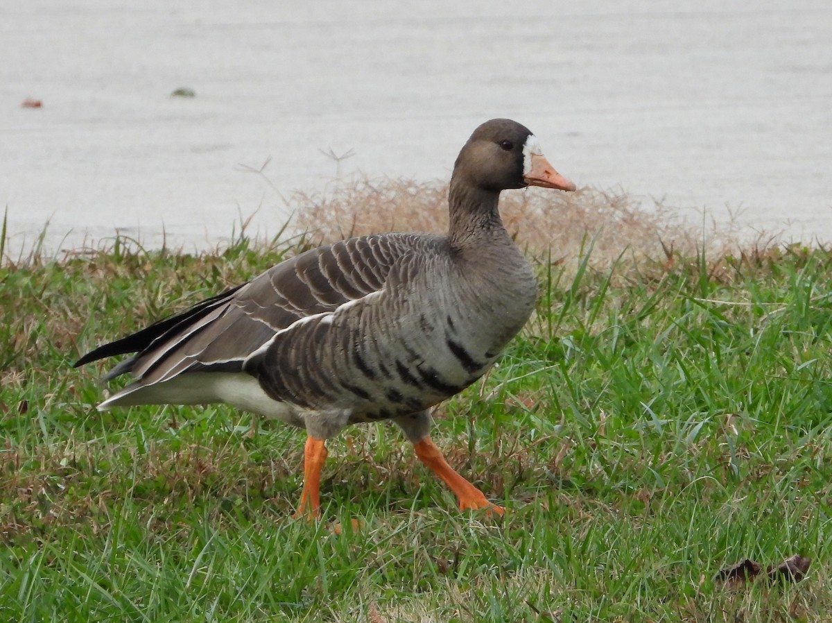 Greater White-fronted Goose - ML646214170