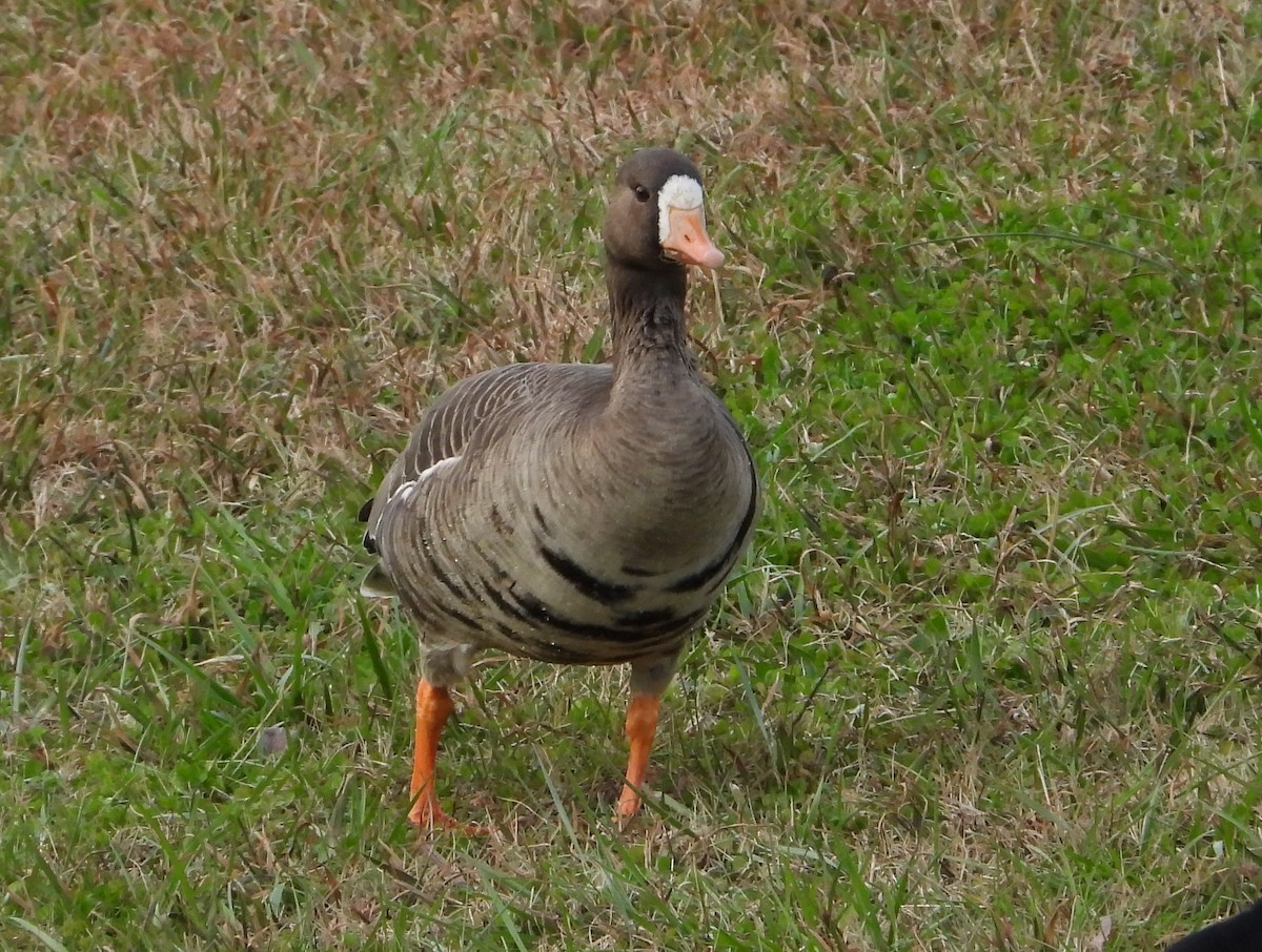 Greater White-fronted Goose - ML646214171