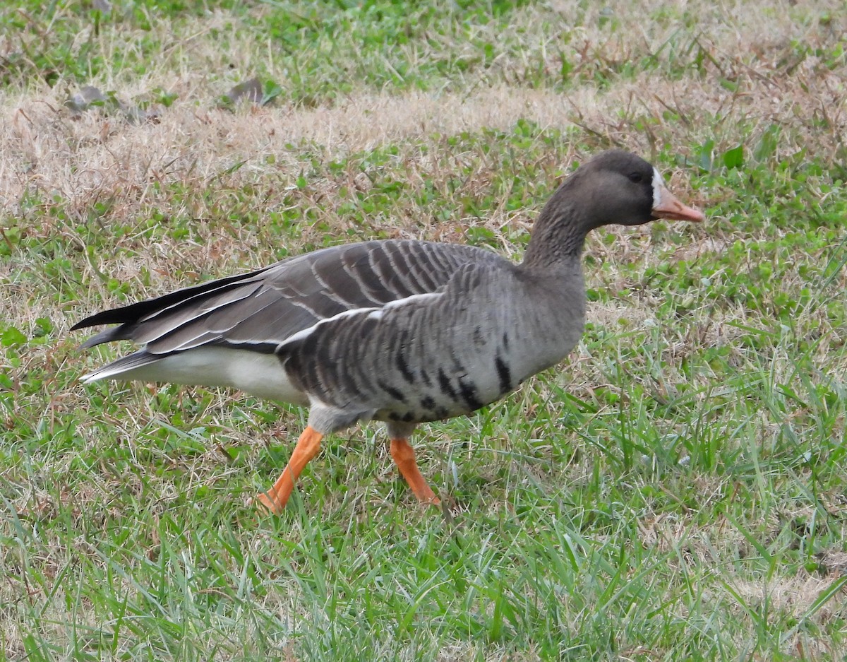 Greater White-fronted Goose - ML646214172