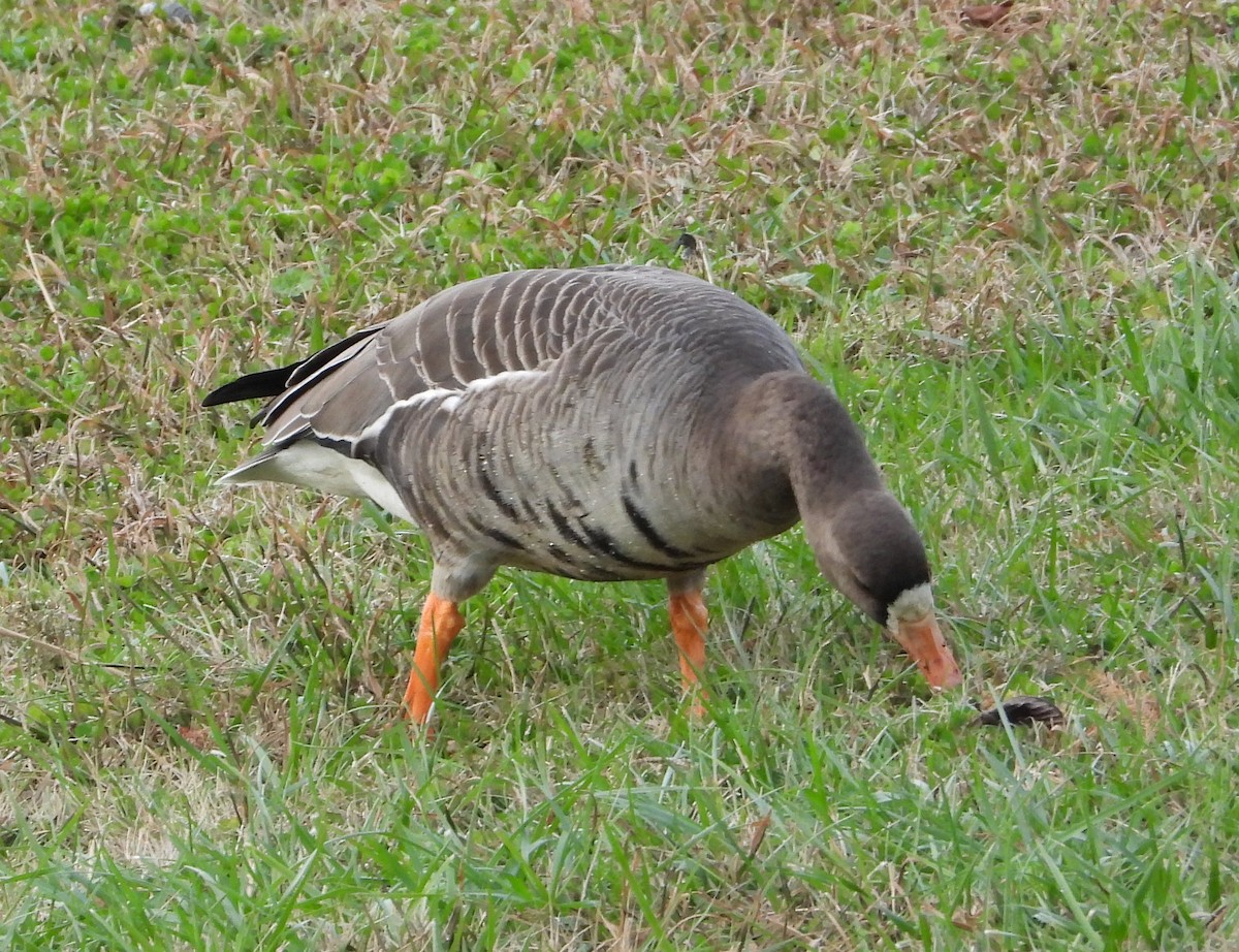 Greater White-fronted Goose - ML646214173