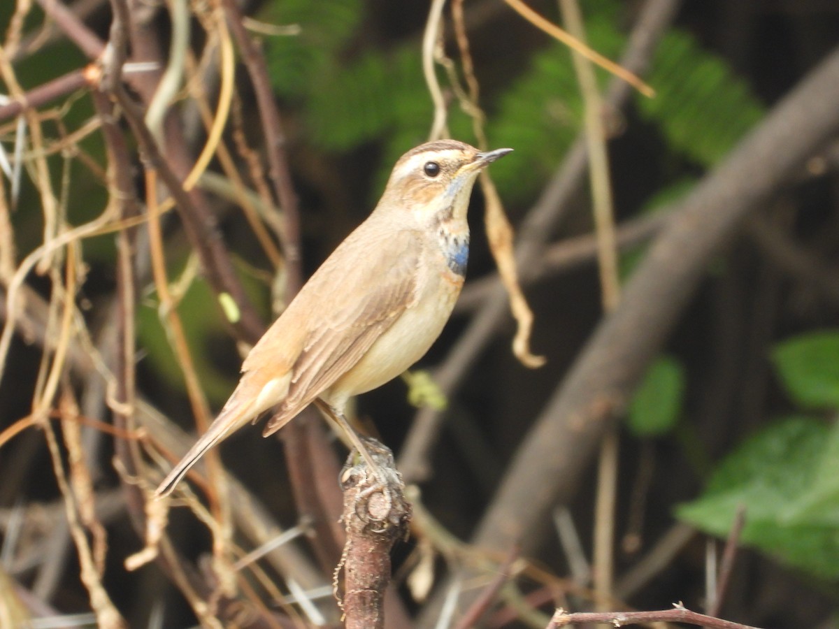 Bluethroat - ML646214177