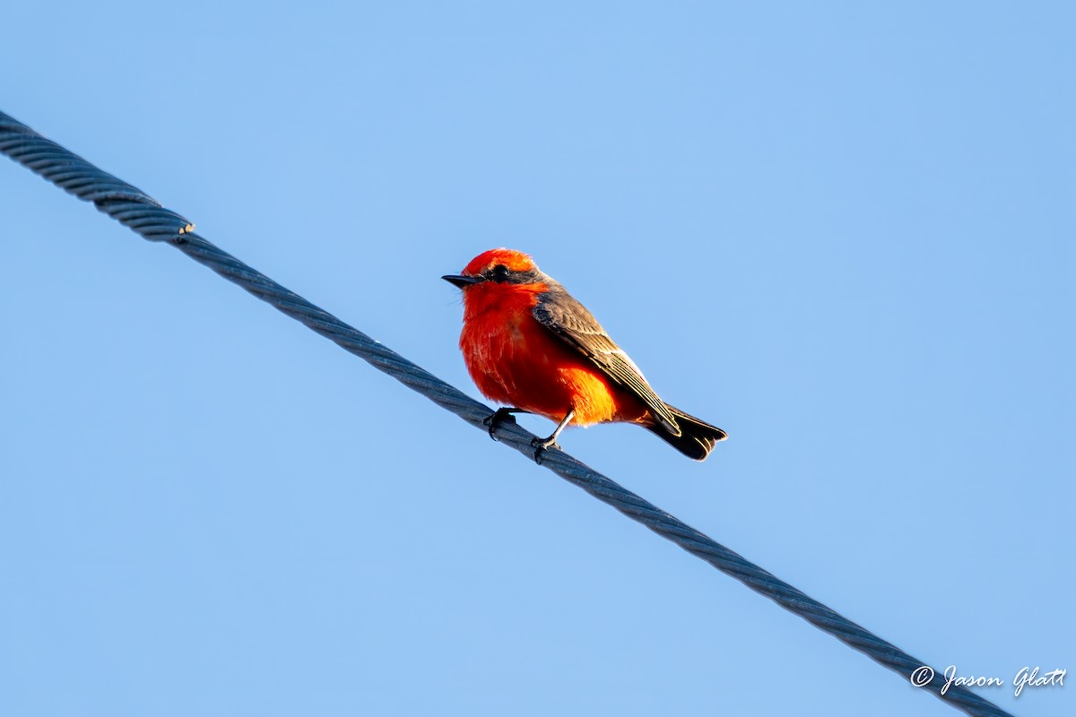 Vermilion Flycatcher - ML646214185