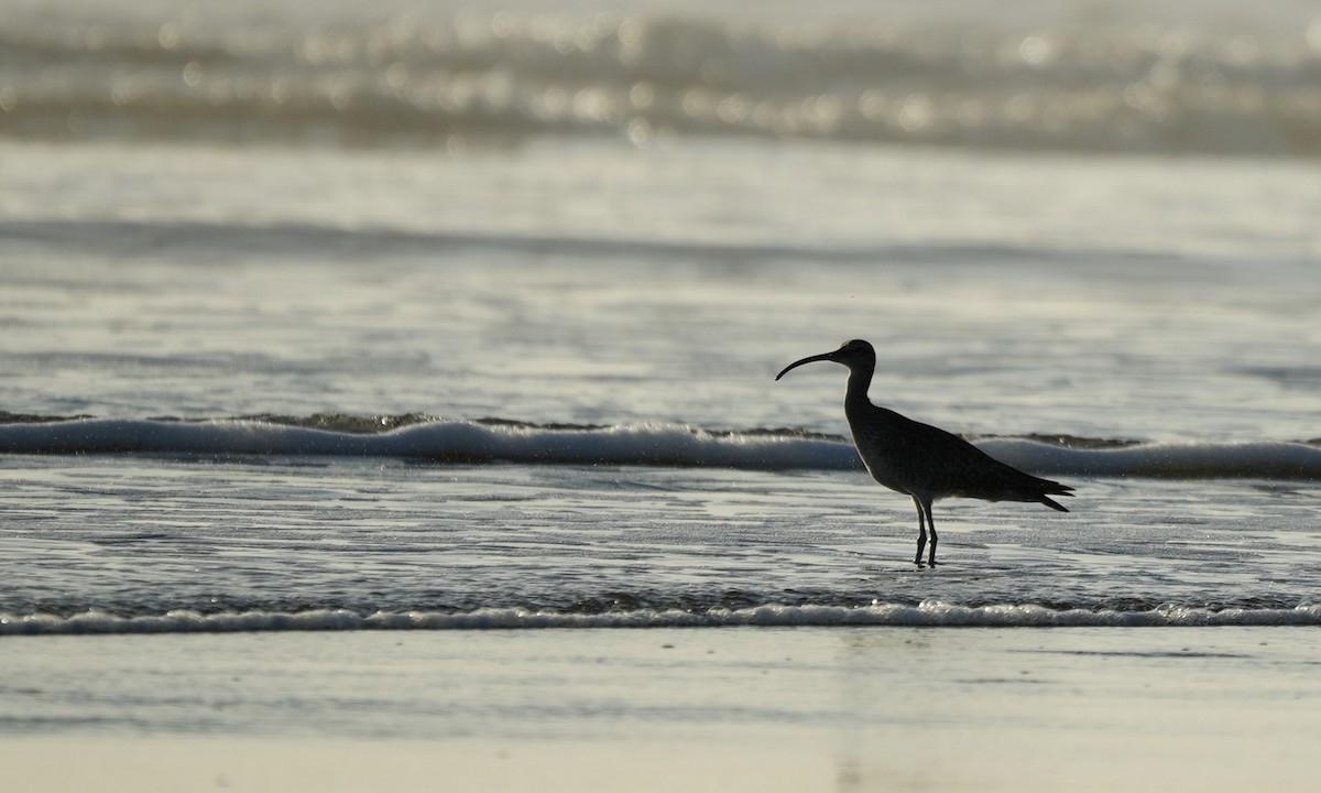 Hudsonian Whimbrel - ML646214186