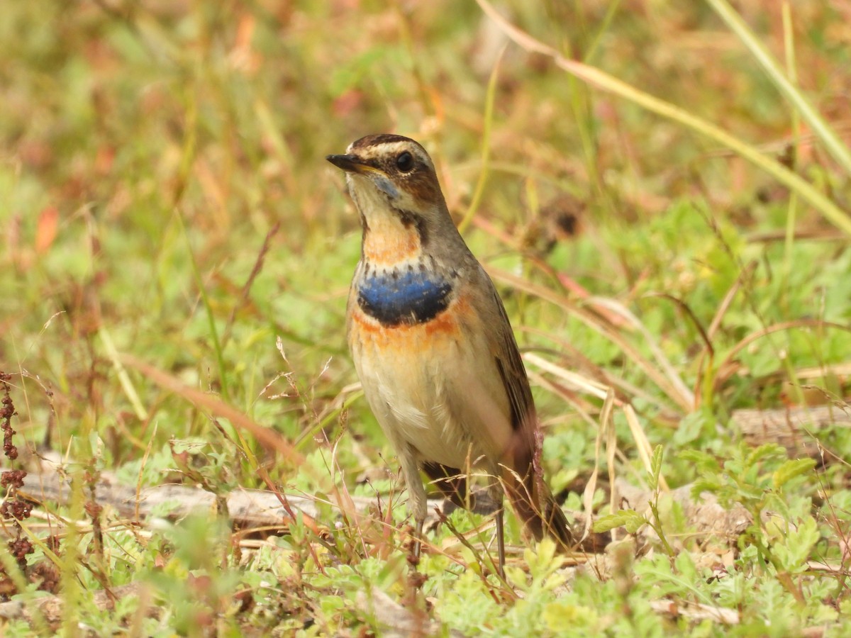 Bluethroat - ML646214188
