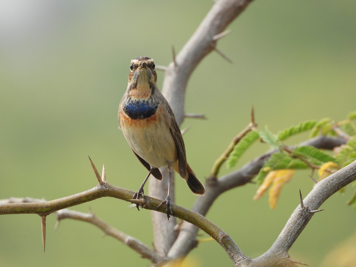 Bluethroat - ML646214189