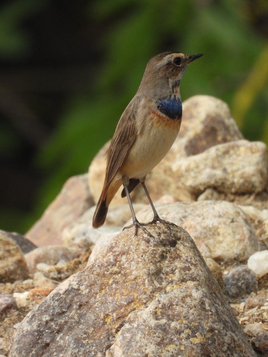 Bluethroat - ML646214191