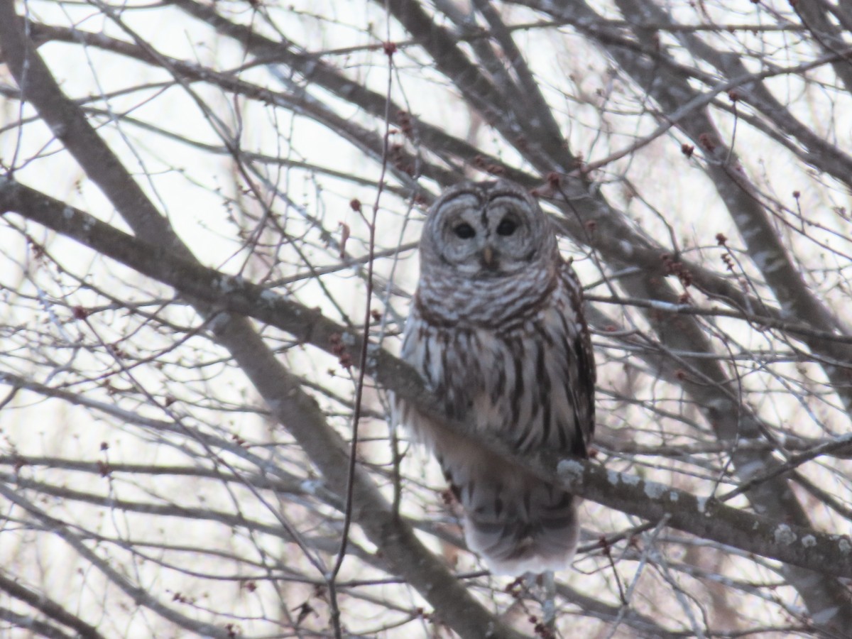 Barred Owl - ML646214192
