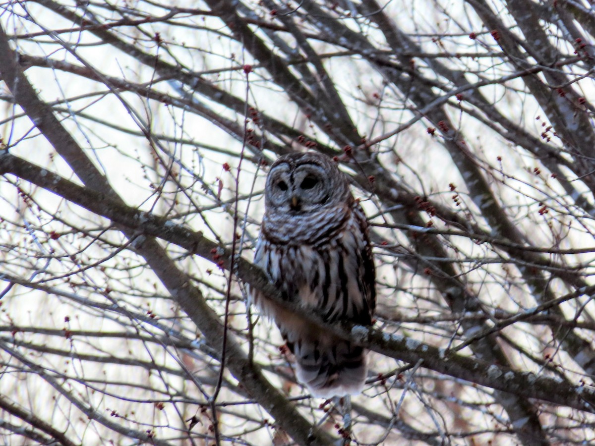 Barred Owl - ML646214194