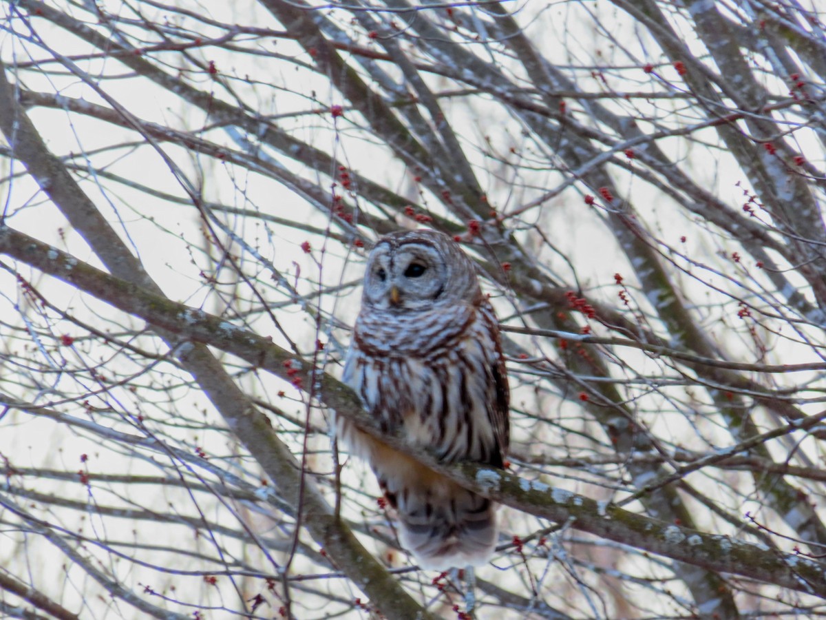 Barred Owl - ML646214196