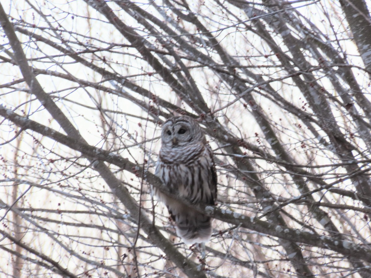 Barred Owl - ML646214197