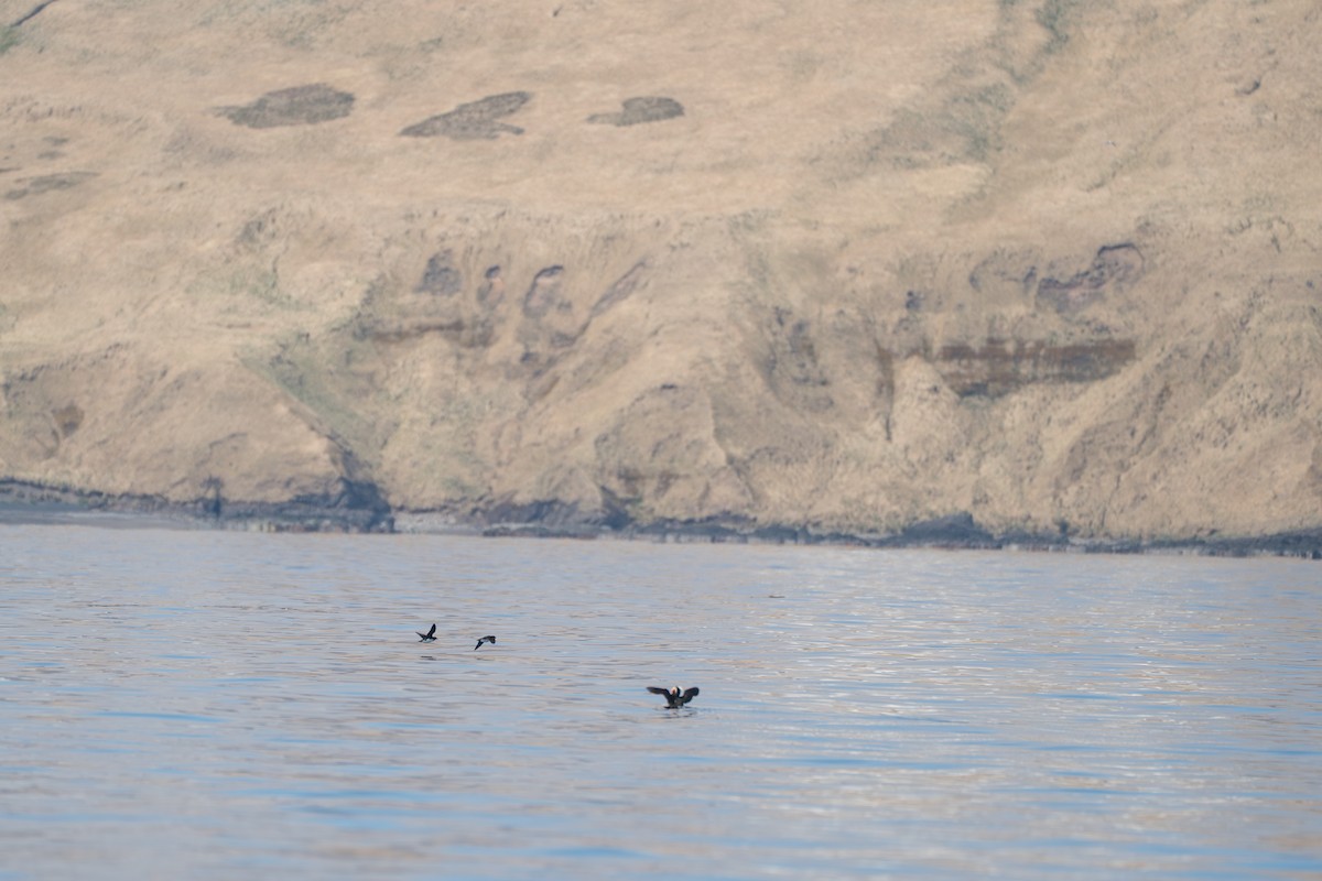Parakeet Auklet - ML646214198