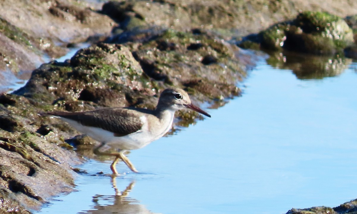 Spotted Sandpiper - ML646214202