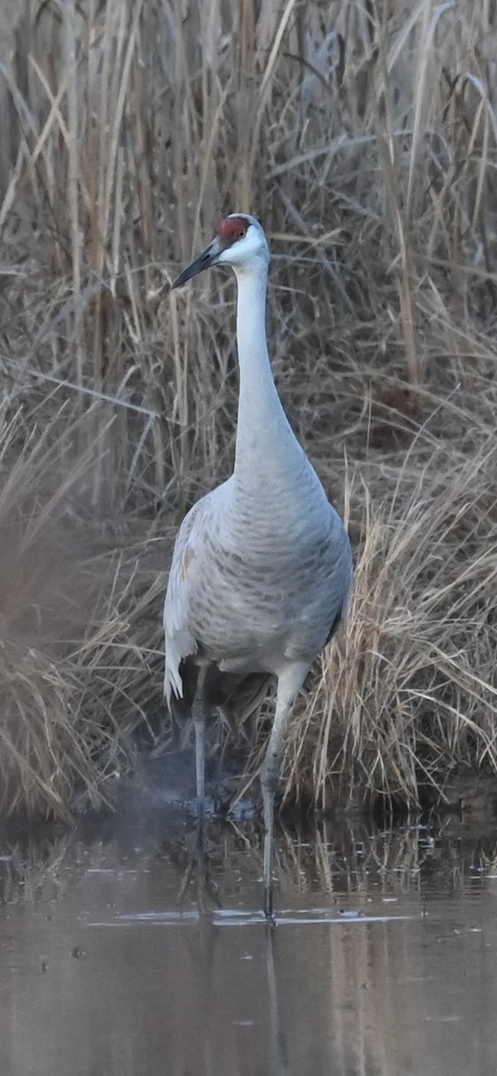 沙丘鶴 - ML646214203