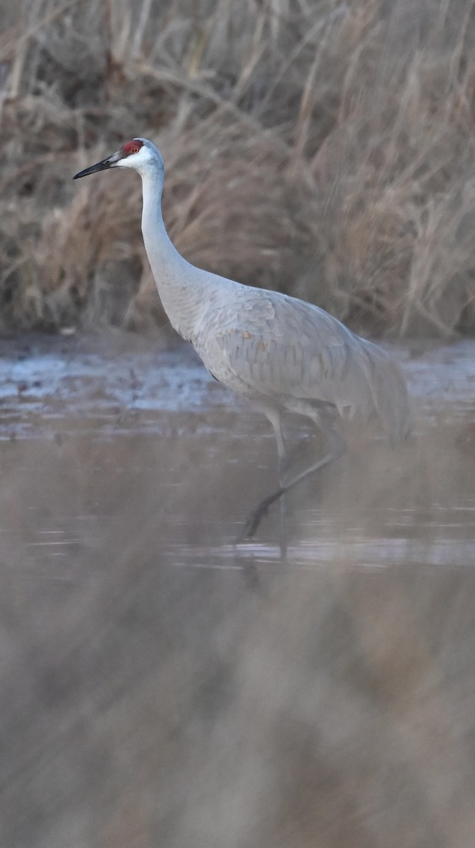 沙丘鶴 - ML646214204
