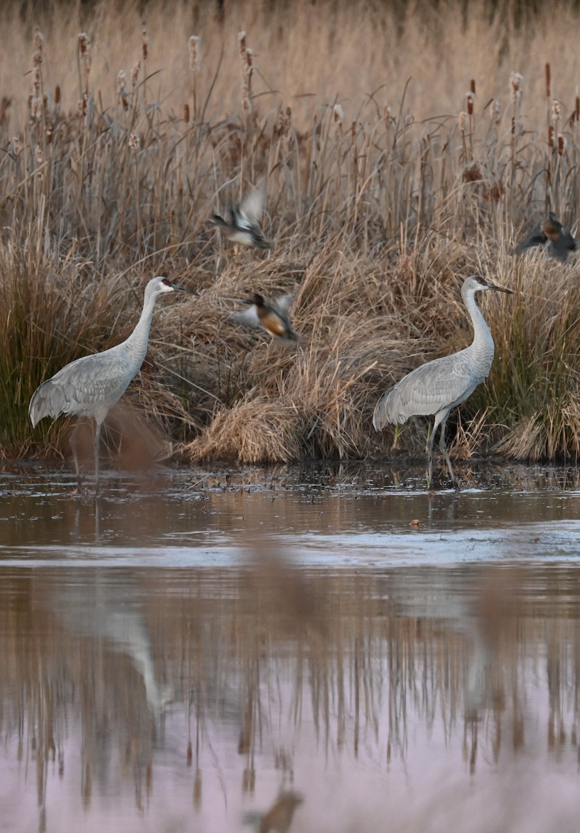 沙丘鶴 - ML646214205