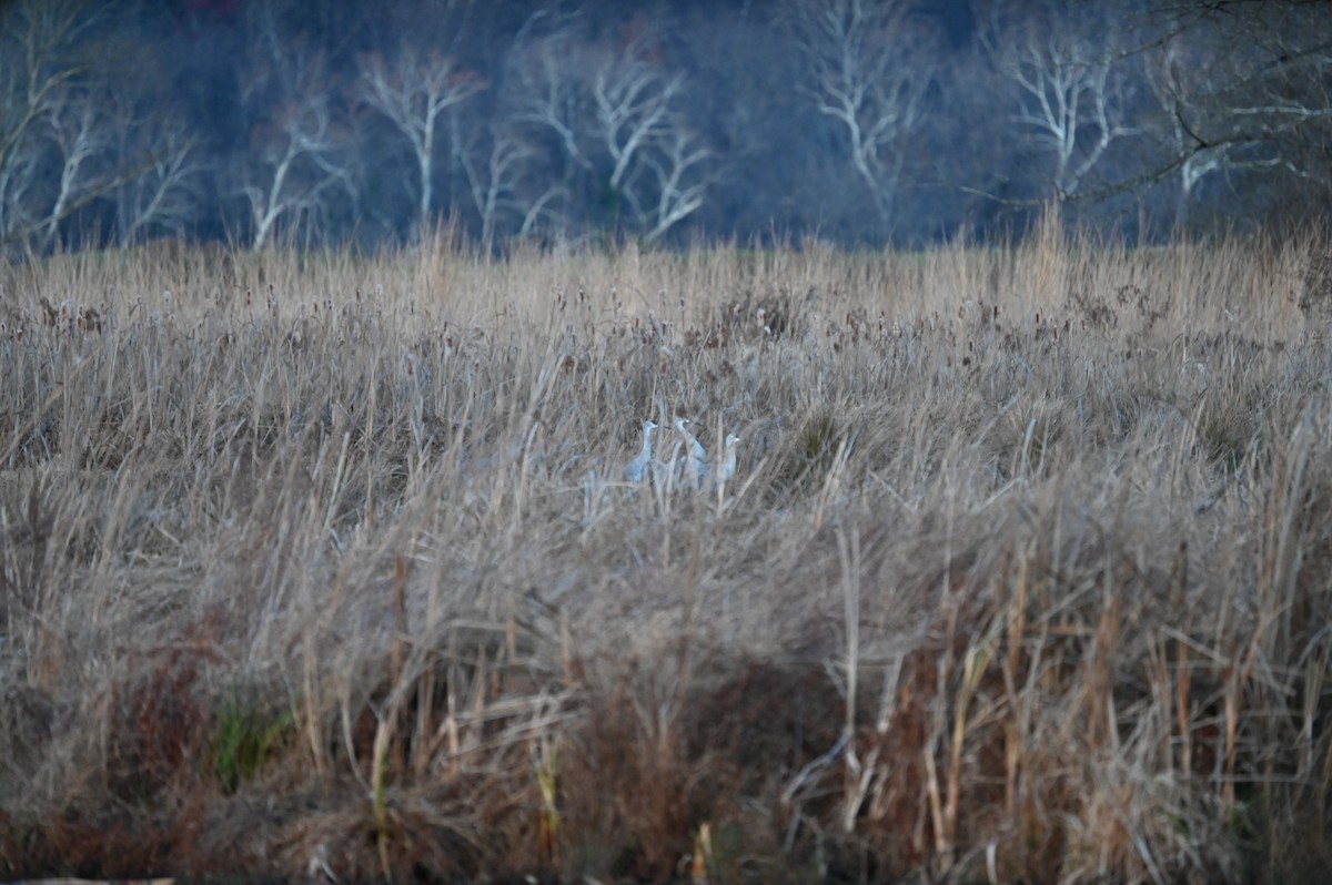 沙丘鶴 - ML646214206