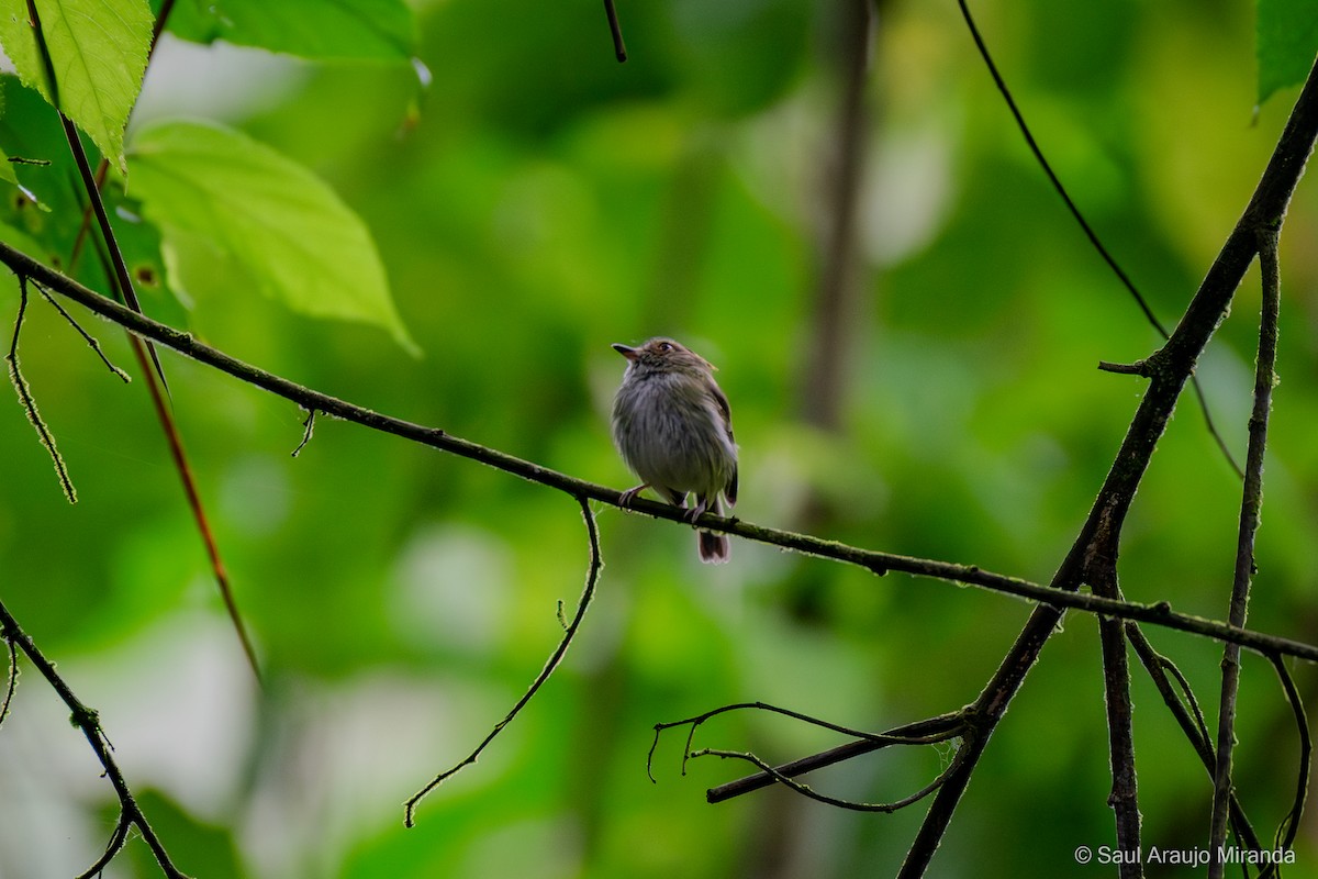 Scale-crested Pygmy-Tyrant - ML646214212
