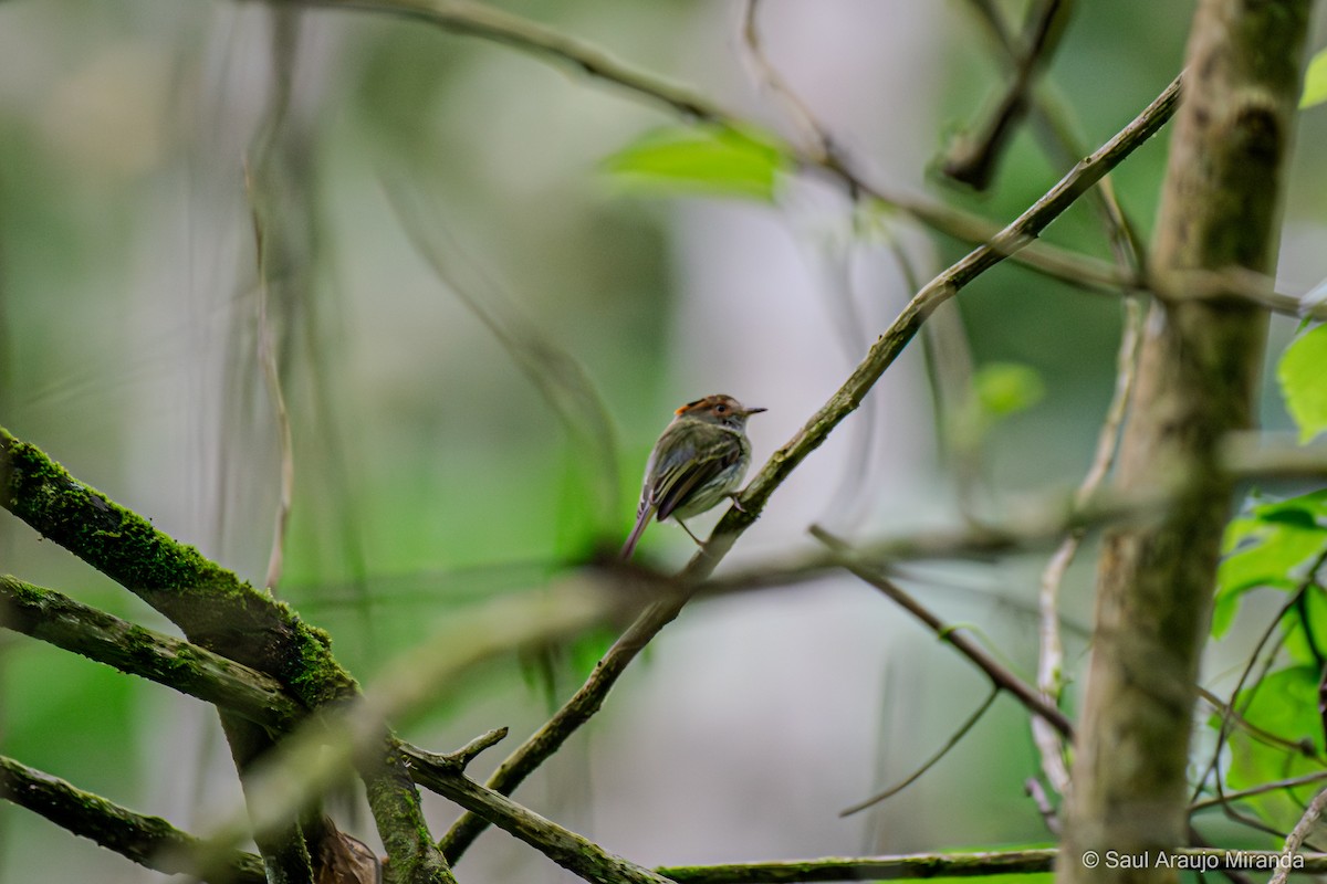 Scale-crested Pygmy-Tyrant - ML646214213