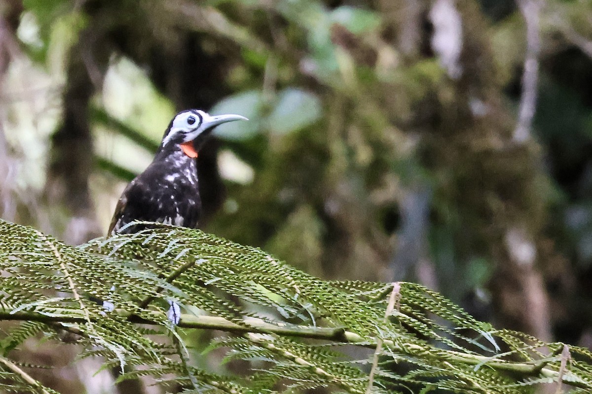 Vogelkop Melidectes - ML646214216