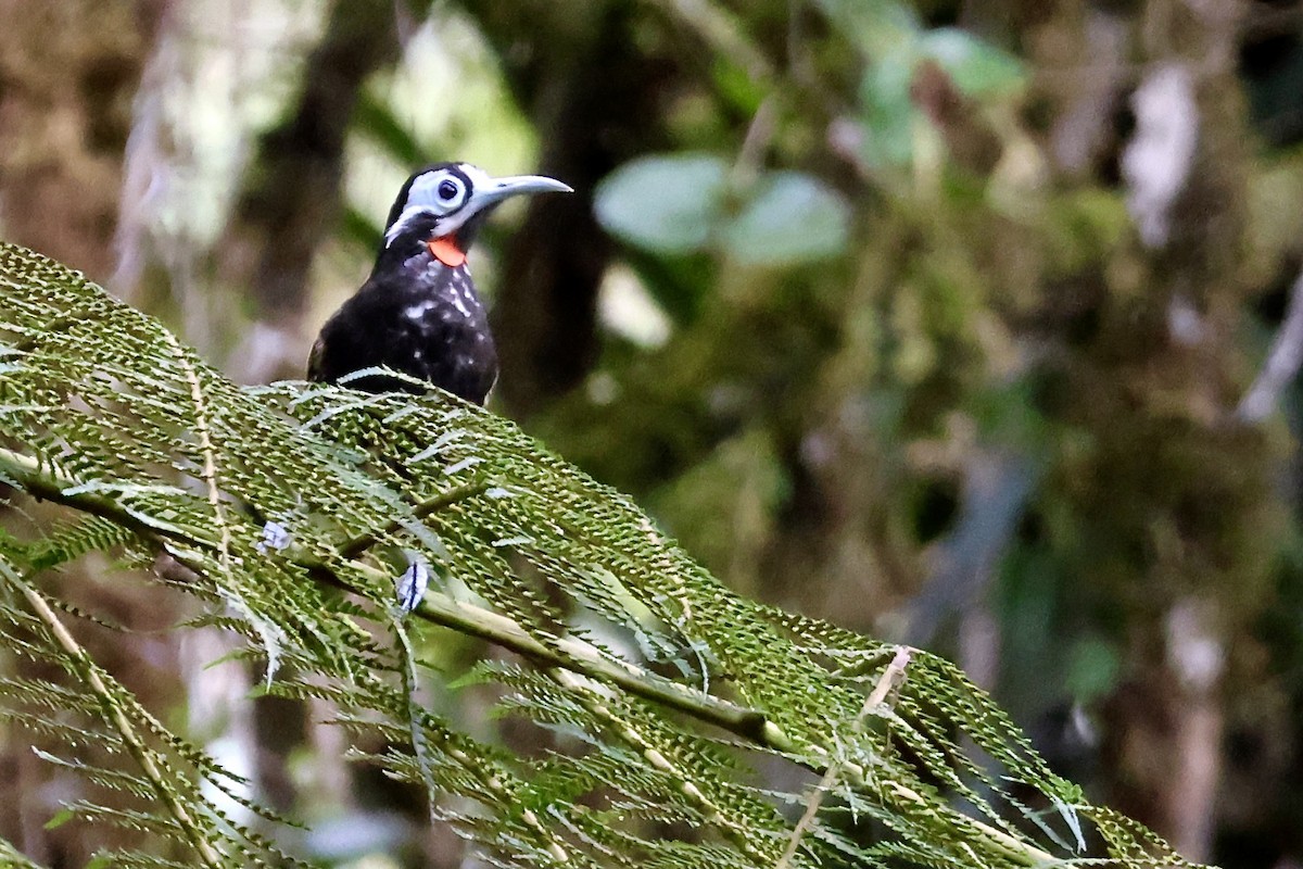 Vogelkop Melidectes - ML646214217