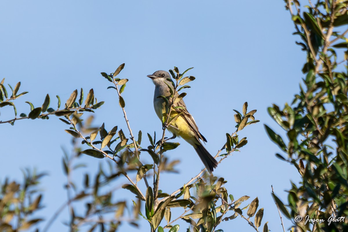Cassin's Kingbird - ML646214218