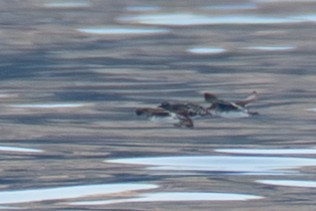 alkoun aleutský - ML646214220