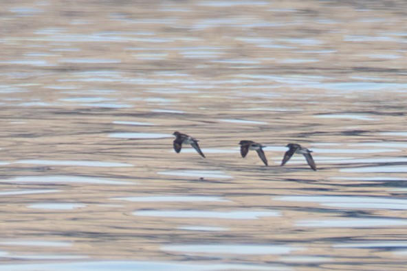 alkoun aleutský - ML646214221