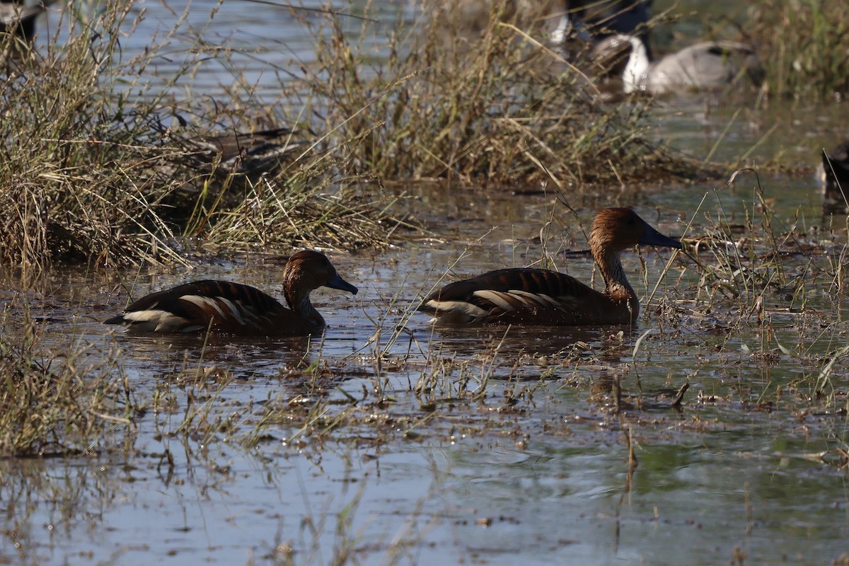 Fulvous Whistling-Duck - ML646214223