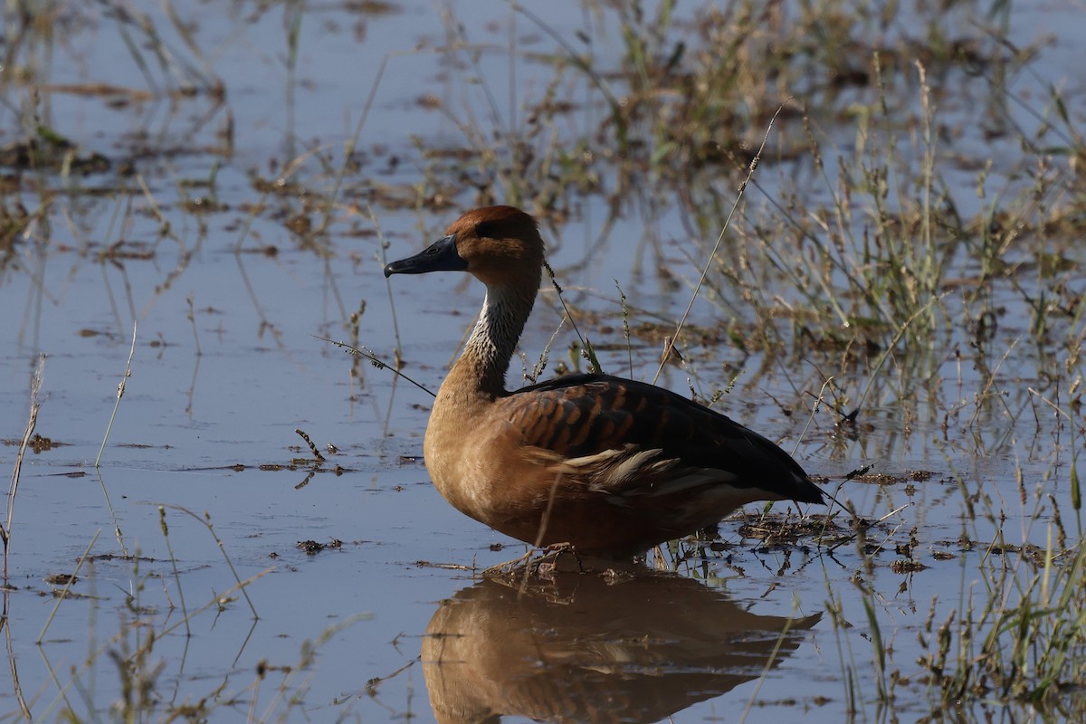 Fulvous Whistling-Duck - ML646214224