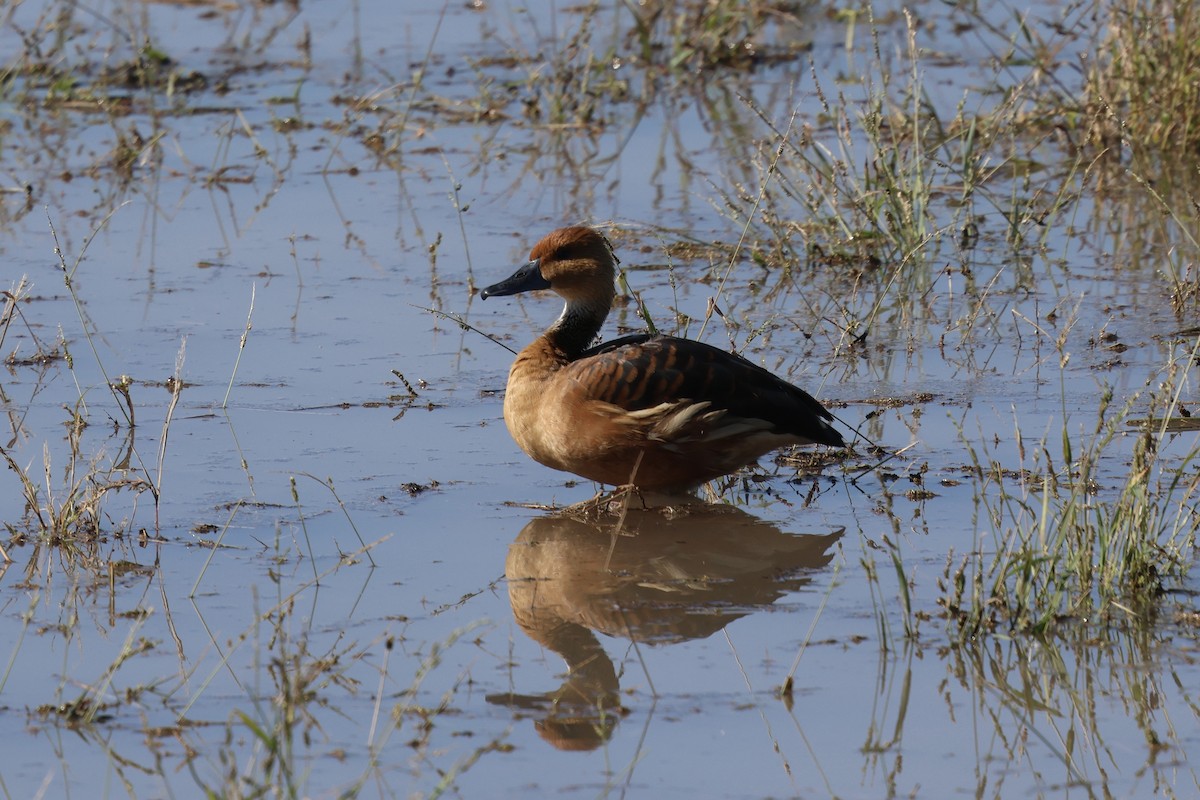 Fulvous Whistling-Duck - ML646214225