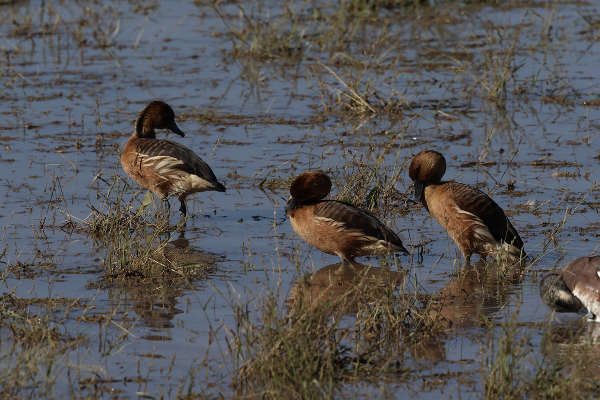 Fulvous Whistling-Duck - ML646214226