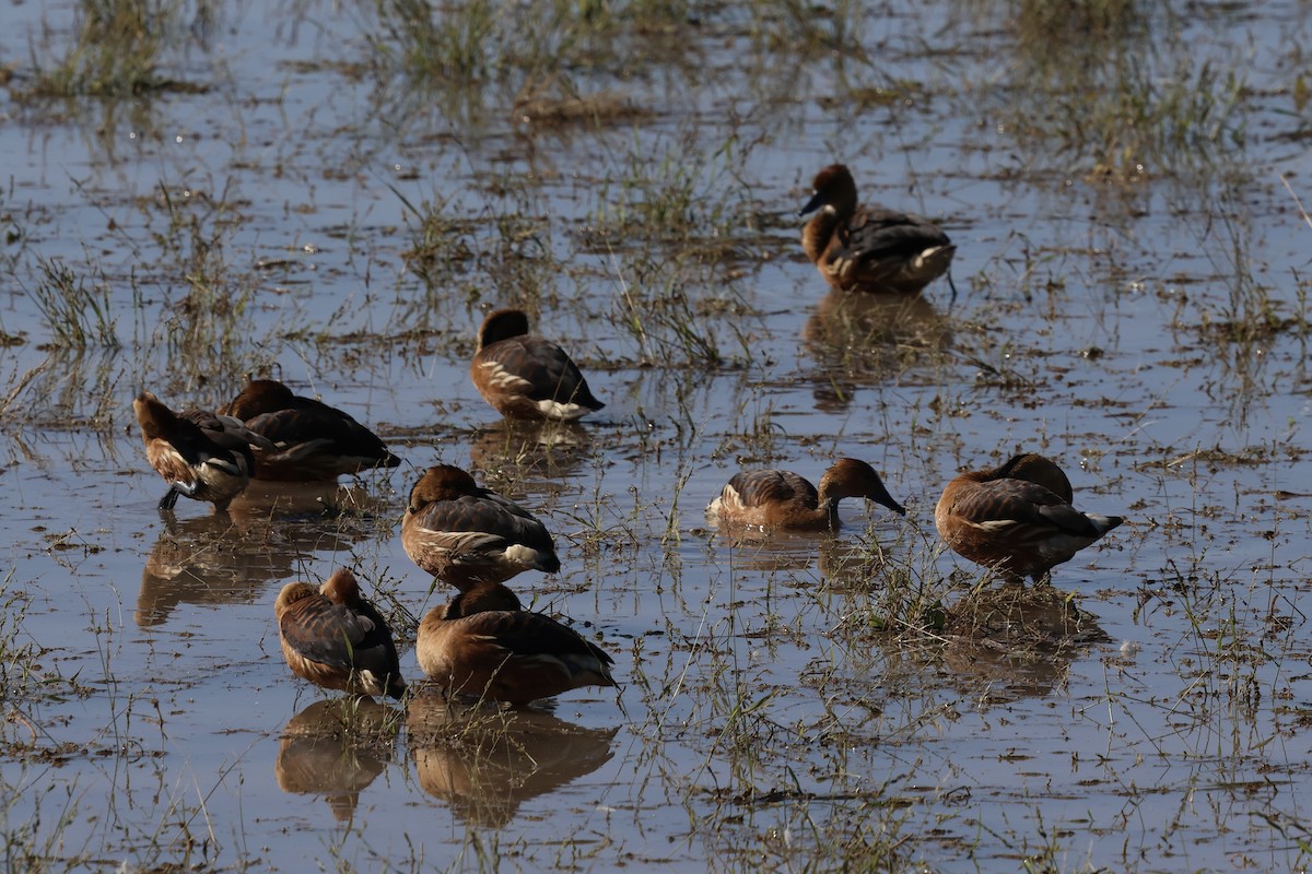 Fulvous Whistling-Duck - ML646214227