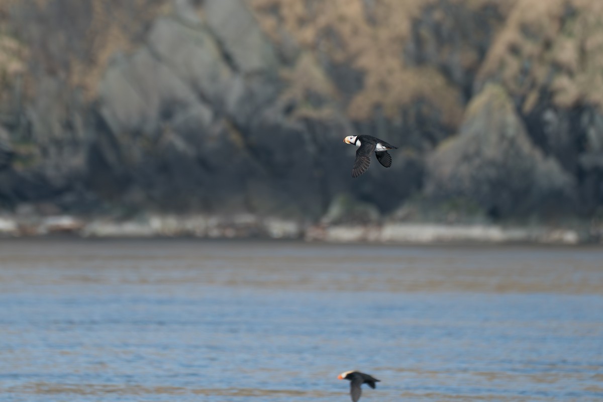 Horned Puffin - ML646214244