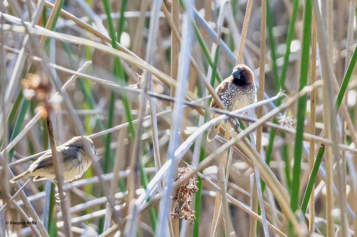 Capuchino Punteado - ML646214245