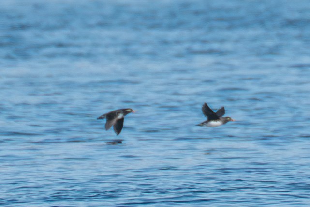 Parakeet Auklet - ML646214247