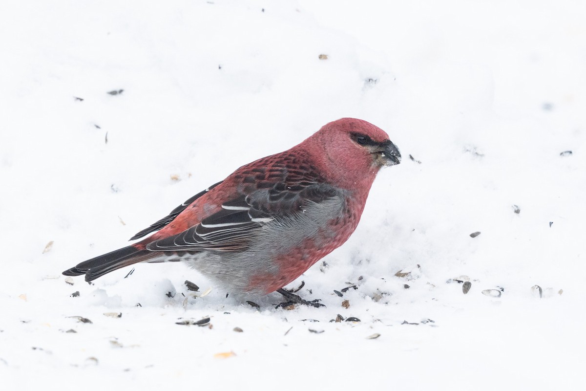 Pine Grosbeak - ML646214248