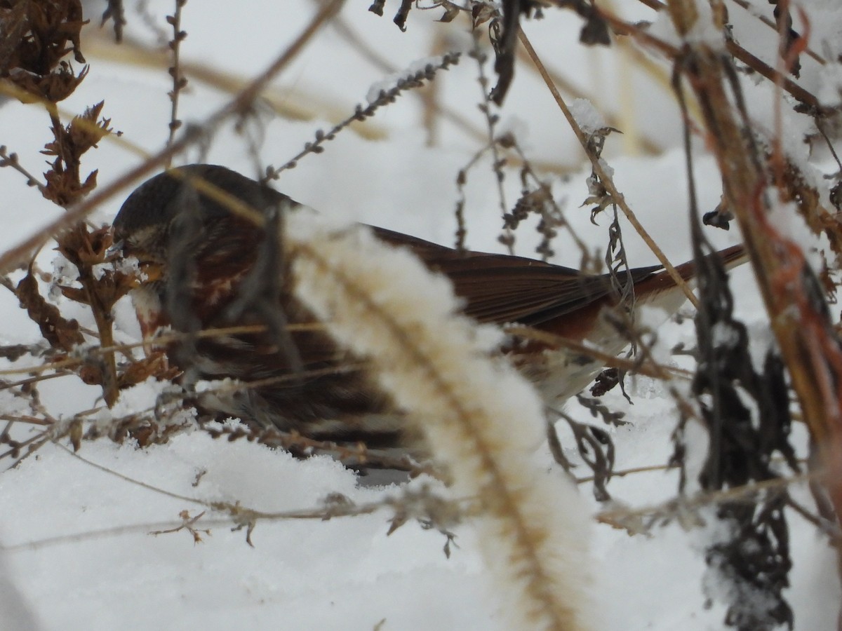 Fox Sparrow - ML646214249