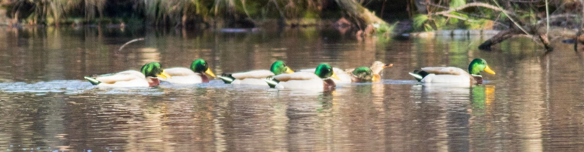 Mallard - ML646214250