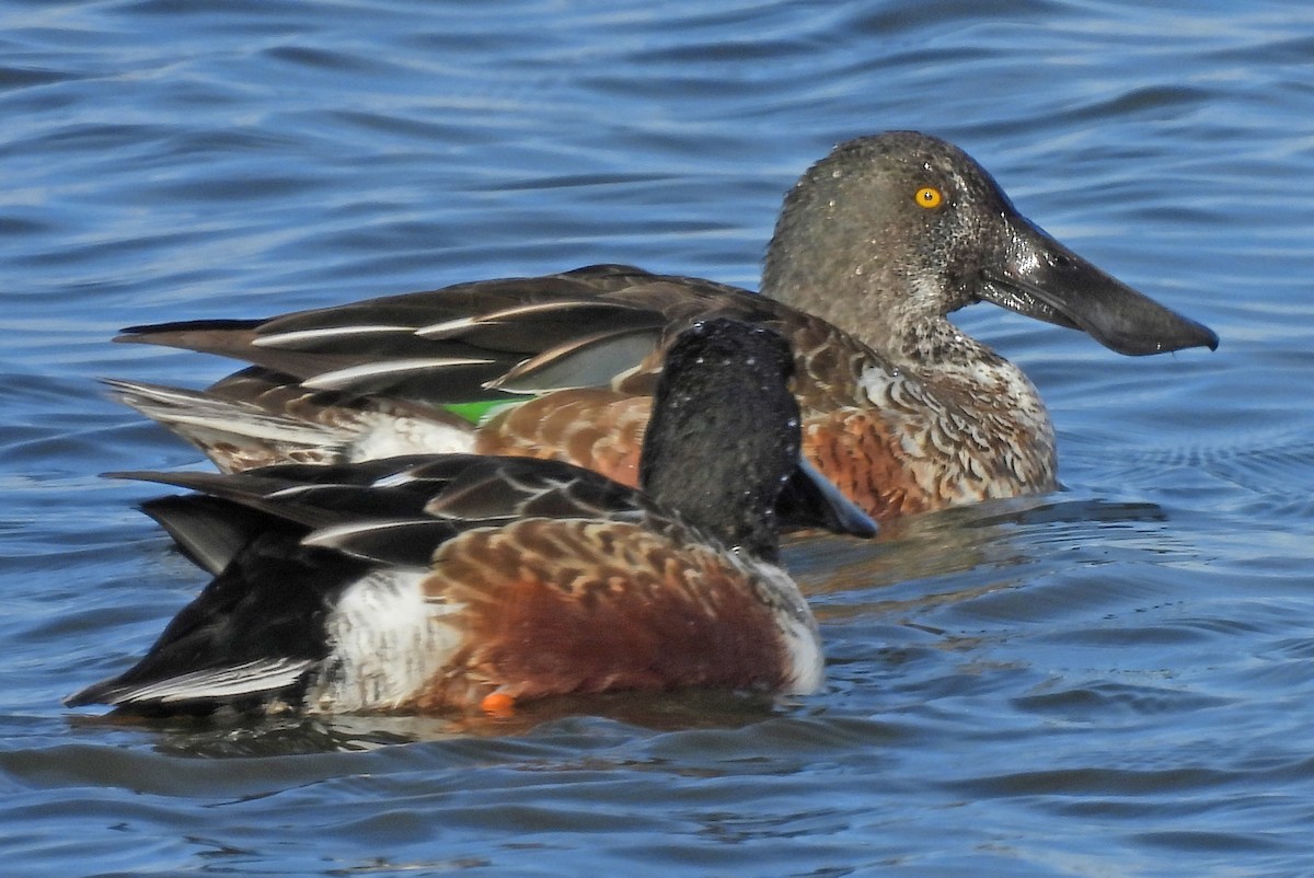 Northern Shoveler - ML646214251
