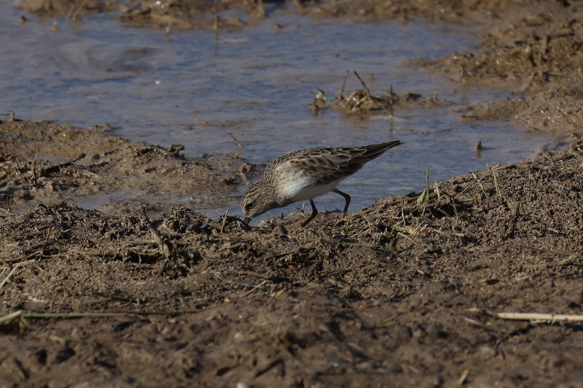 Least Sandpiper - ML646214253