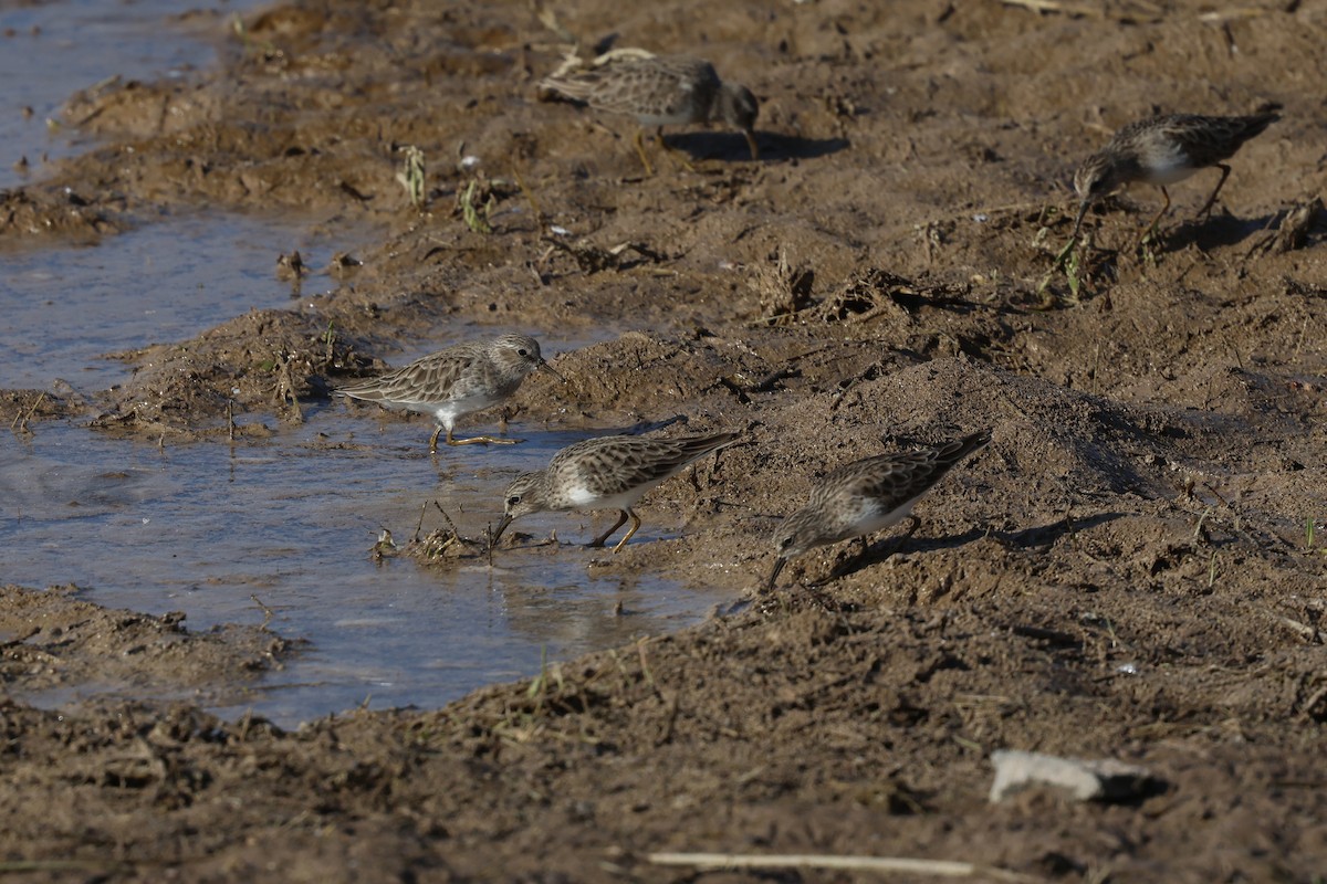 Least Sandpiper - ML646214254