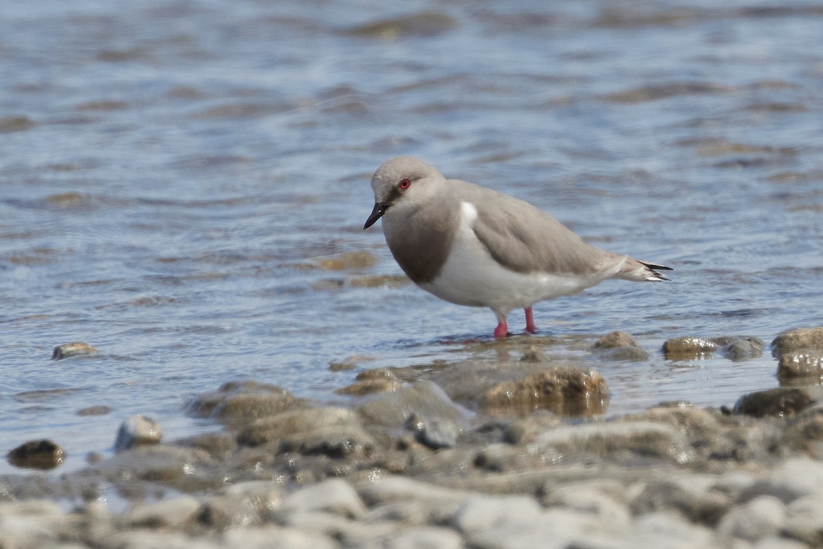Магелланова ржанка - ML646214255