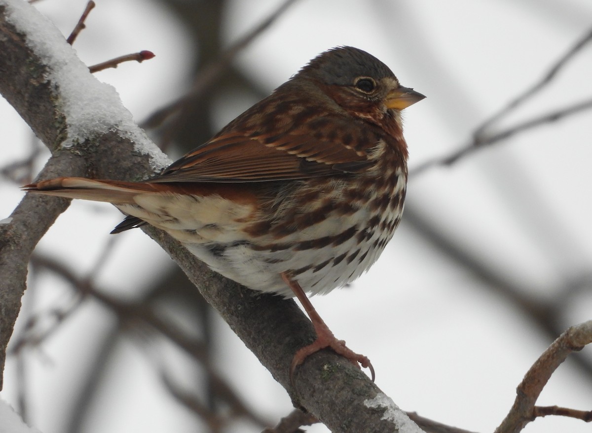 Fox Sparrow - ML646214256