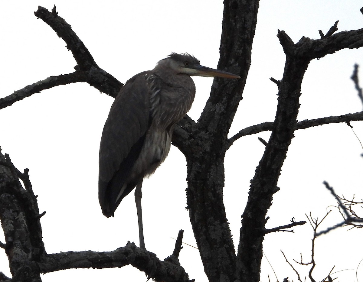 Great Blue Heron - ML646214262