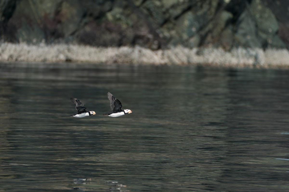 Horned Puffin - ML646214267