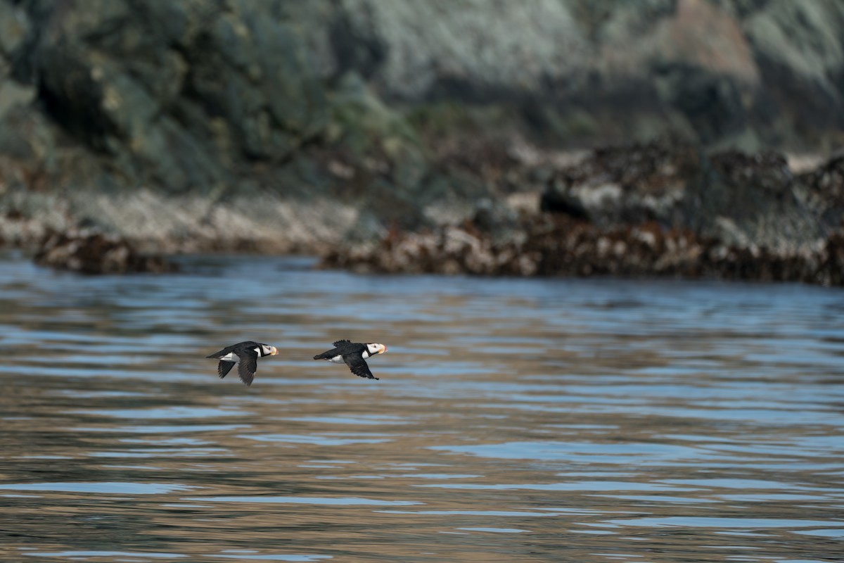 Horned Puffin - ML646214268