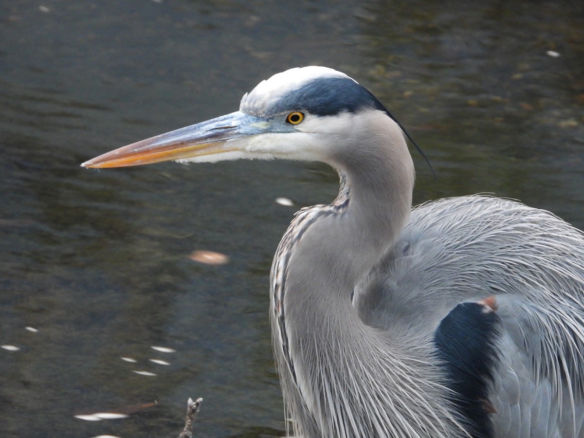 Great Blue Heron - ML646214269