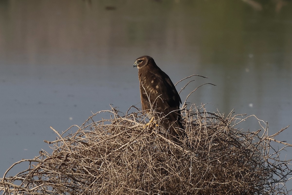 Northern Harrier - ML646214270