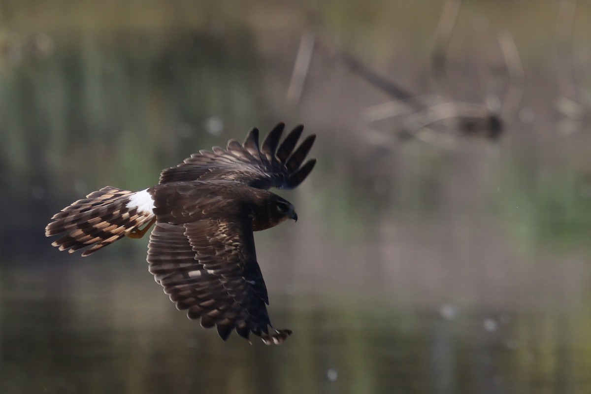 Northern Harrier - ML646214271
